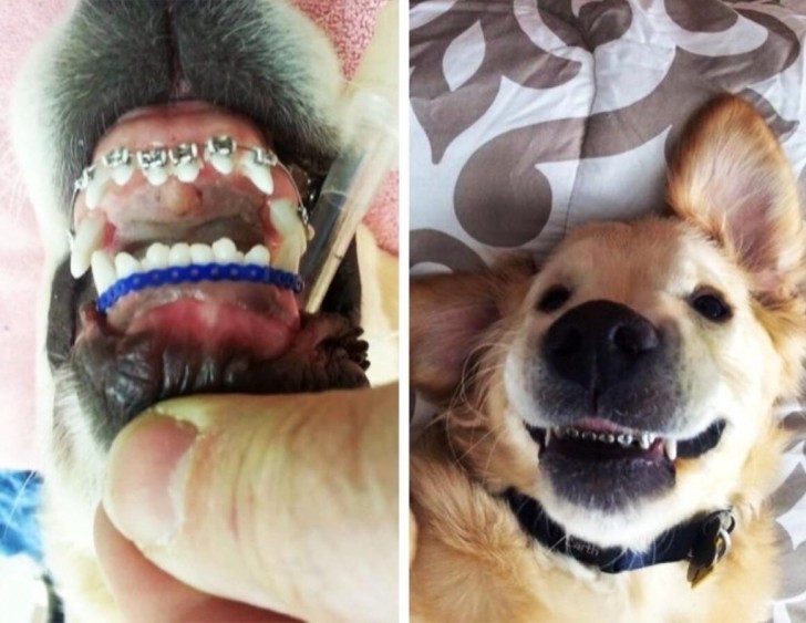 24. Appareil dentaire pour les chiens !