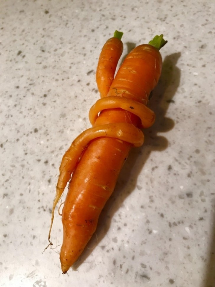 Ce n'est pas si commun de voir une carotte enroulée autour d'une autre carotte!