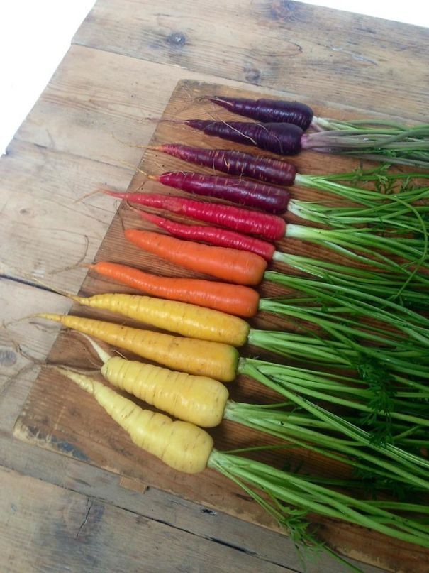 Sapevate che le carote non sono solo arancioni? Eccone diverse varietà in disposizione arcobaleno!