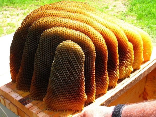La perfezione del lavoro delle api.