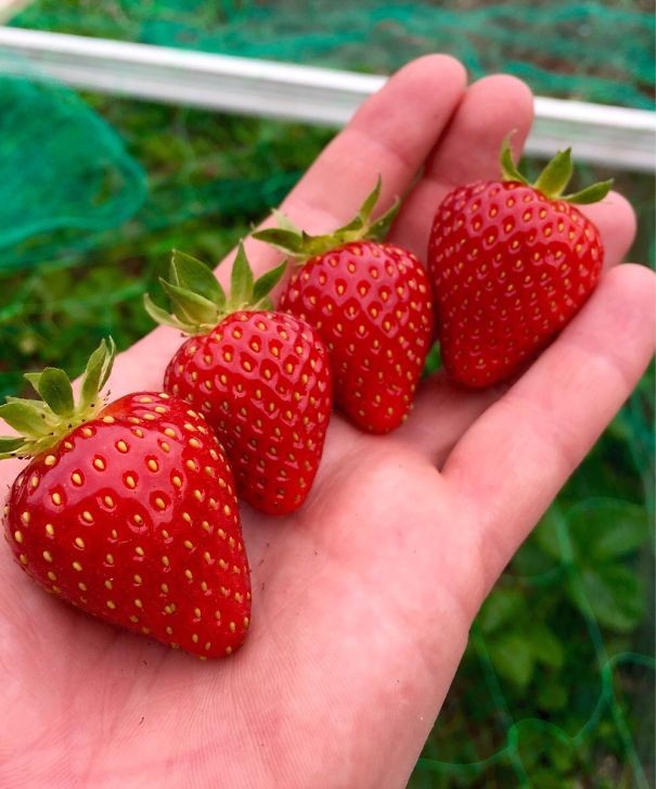 Perfekte Erdbeeren!