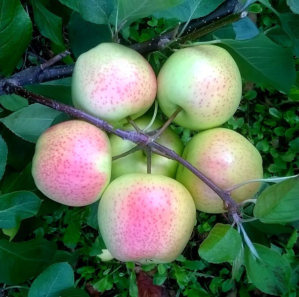 Wunderschöne Äpfel
