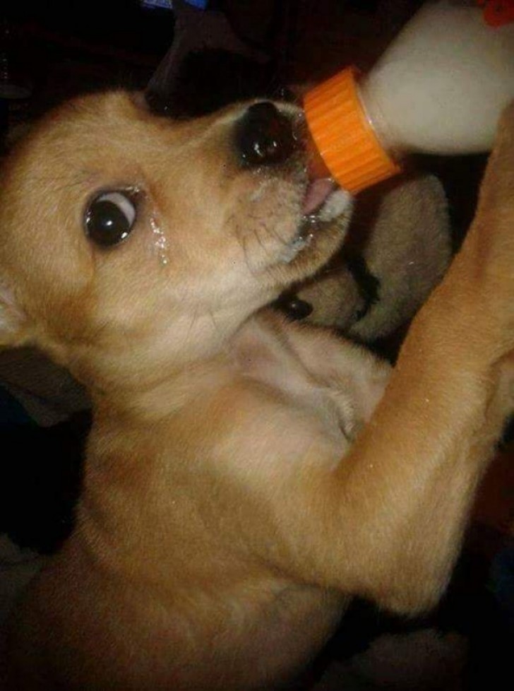 9. Een pup "huilt" van blijdschap nadat hij gered is en een fles warme melk krijgt