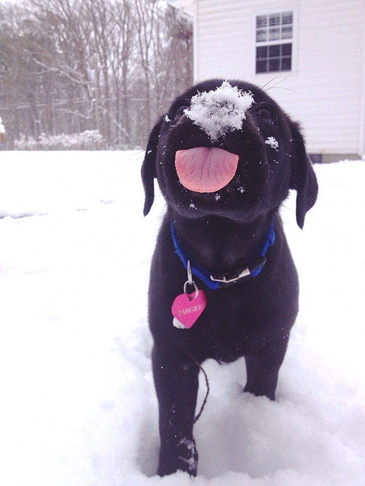 Eerste sneeuw voor deze superlieve pup 😍