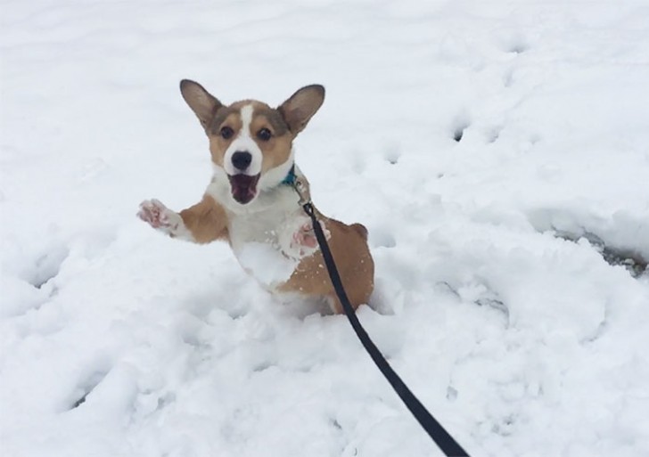 Der Hund Waffle drückt sein Glück aus