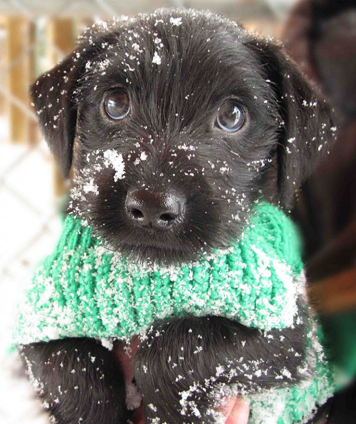 Lui sembra dire: "La neve mi piace ma preferisco stare accoccolato fra le tue braccia!"