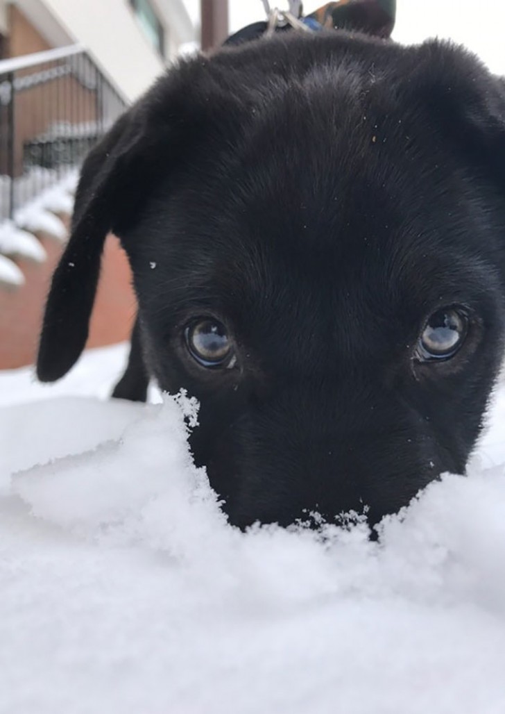 Effe proeven die sneeuw!