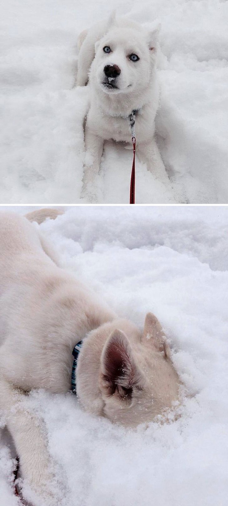 Voor de Siberische Husky Kiora is dit de IDEALE leefomgeving!