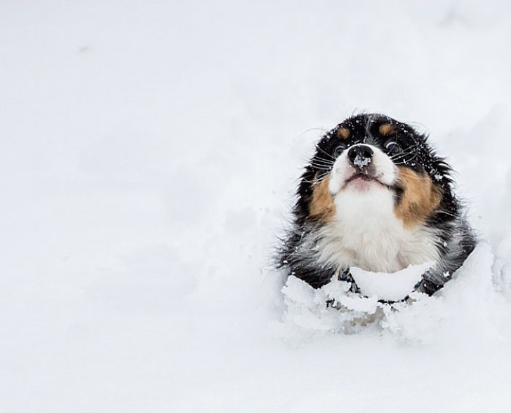 Deze duik in de sneeuw lijkt hem wel ERG te bevallen!