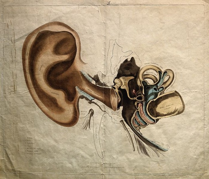 9. I recettori dell'orecchio interno perderebbero la propria funzione di accelerometri.