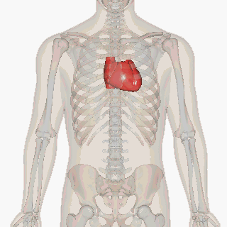 4. Deformazione e restringimento cardiaco.