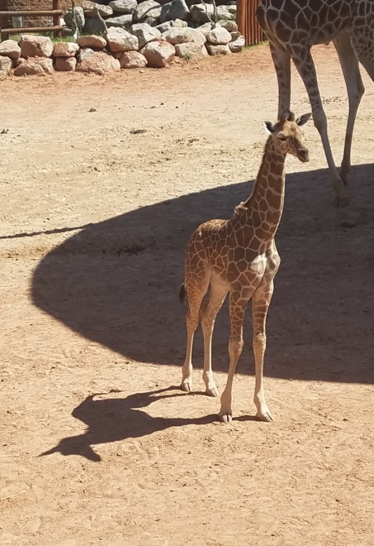 Il était une fois un bébé girafe qui rêvait d'être une licorne.....