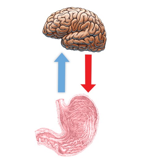 1. Nous percevons certaines émotions à travers l'intestin, en plus qu'avec le cerveau, car ces deux organes sont étroitement liés au niveau nerveux.