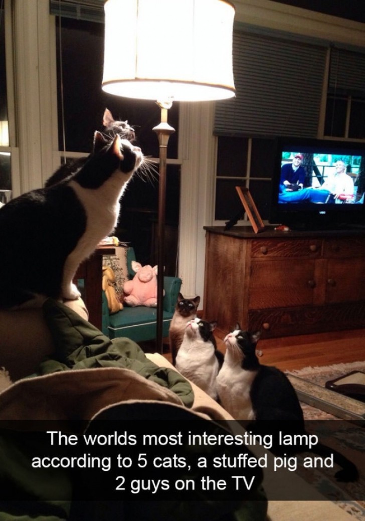 Very interesting ... what do they see under the lampshade besides the lightbulb?