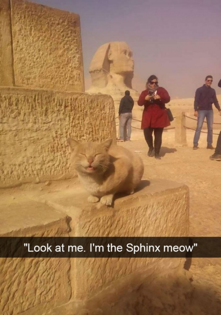 The royal sphinx!