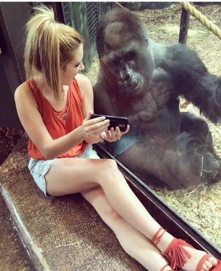 1. Een meisje dat een gorilla leert de technologie te gebruiken.
