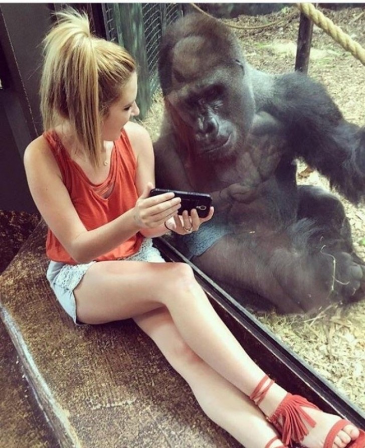 1. Una ragazza che insegna a un gorilla come usare la tecnologia.