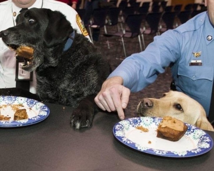 8. Un chien-policier qui vole de la nourriture à un policier, est-ce que cela peut être considéré comme un crime?