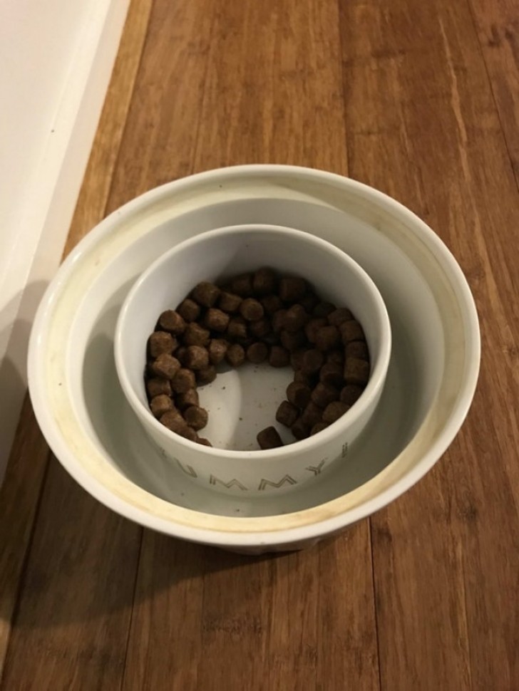 If the pet food bowl is continually attacked by the ants, place it inside a larger one and pour a little water into it so that the ants can no longer climb over the "walls".