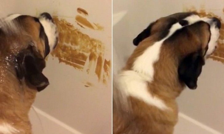 Fido does not want to take a bath? Deceive your dog with a little peanut butter while you give it a bath!