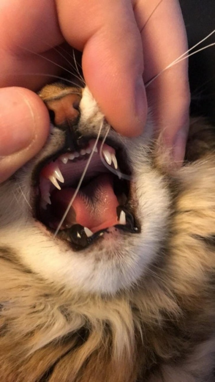 Un piccolo gatto con doppie zanne? No... Solo i denti da latte che lasciano spazio a quelli permanenti!
