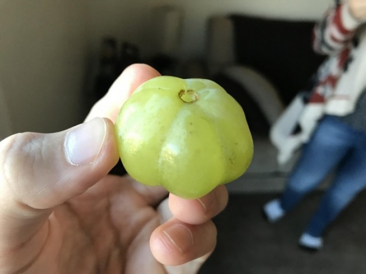 Questo chicco d'uva ha la forma di zucca!