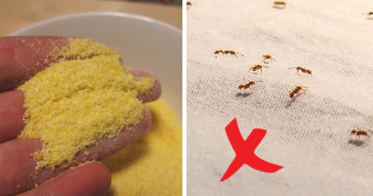 Att bli av med myror: