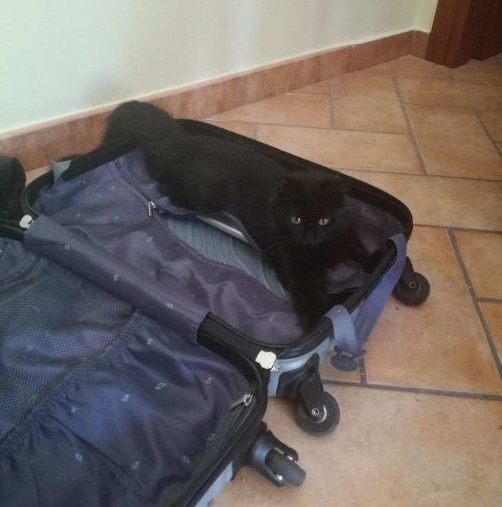 11. Jedes Mal wenn ihr einen Koffer packt, wird sich eure Katze rein setzen. 100% sicher