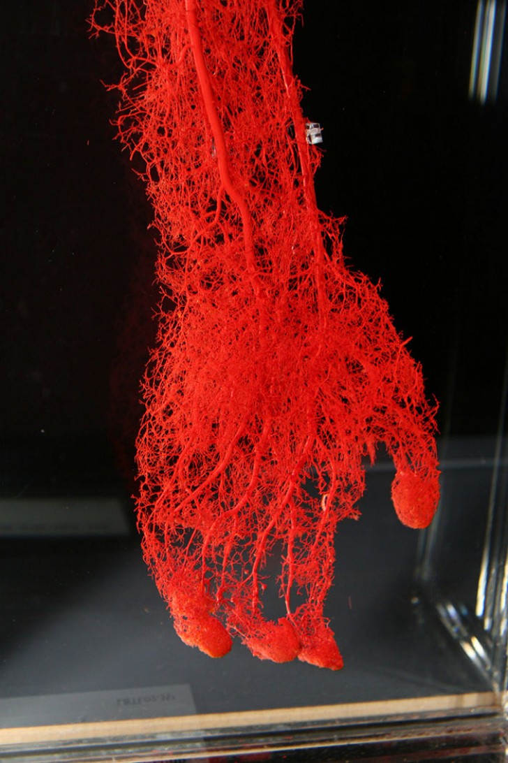 Hier eine Reproduktion all der Blutgefäße die es in einer Hand gibt