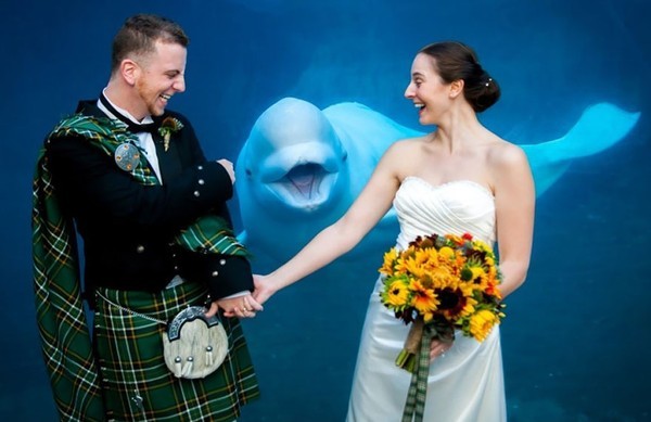 Un beluga photobombeur lors d'un mariage écossais.