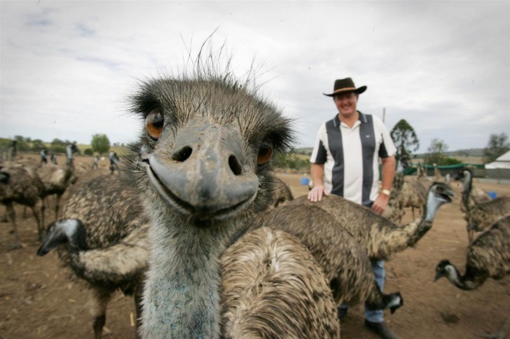 Un emeu attachant qui aime être le protagoniste.