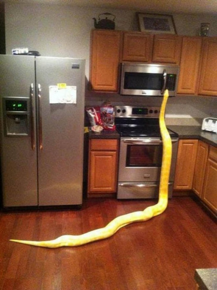Habt ihr schonmal eure Küchentür geöffnet und eine Schlange dabei erwischt, wie sie Essen in der Mikrowelle suchte?