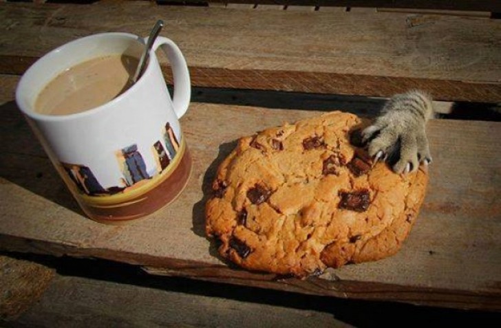 Le chat a la main-mise sur le cookie!