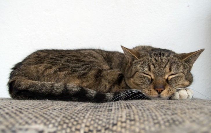 1. Wanneer je kat meer dan 16 uur per dag slaapt.