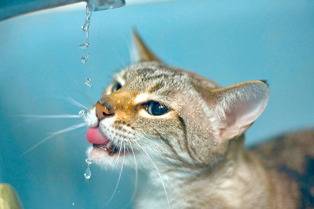 10. Onlesbare dorst