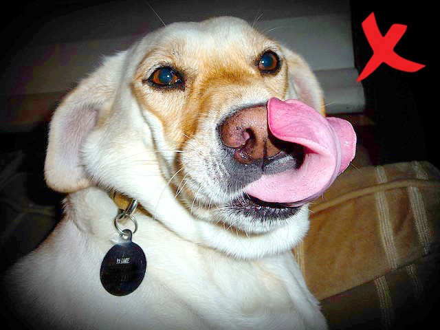 4. Honden likken zich buitengewoon veel