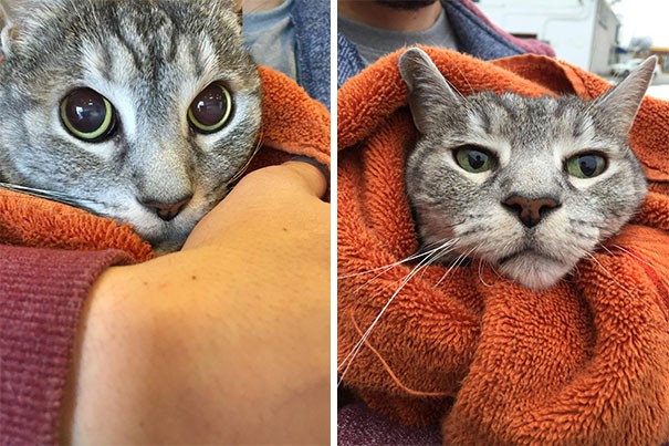 Avant et après la visite chez le vétérinaire.