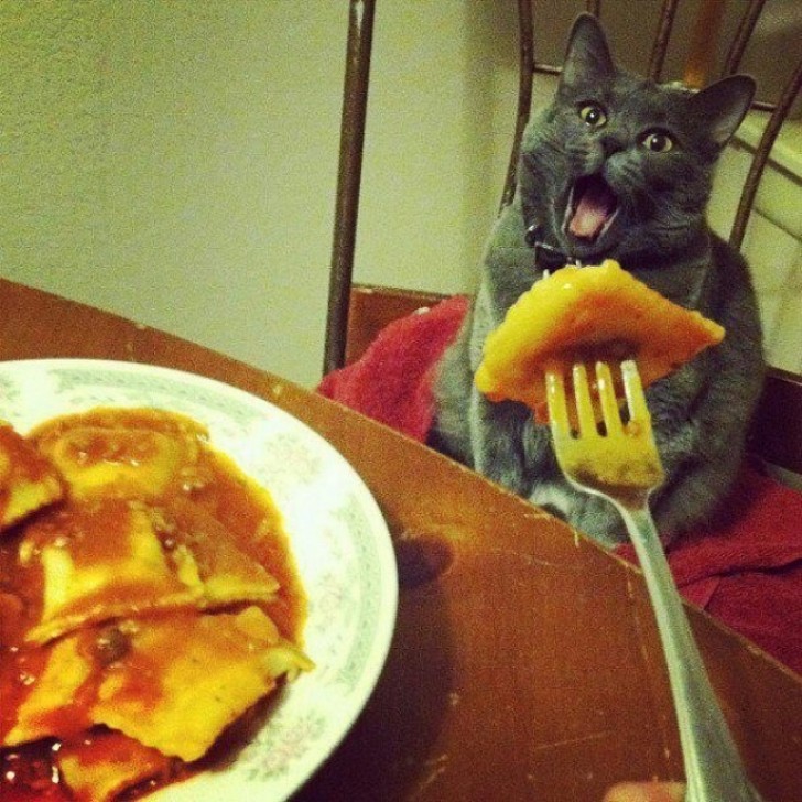 Eles vão sempre tentar obter algo para comer em maneiras estranhas.