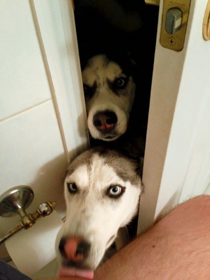Ils font n'importe quoi pour rentrer dans la salle de bain, quand vous l'occupez, ils ont l'air de la vouloir pour faire une sieste!