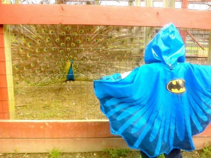 "Mijn zoon droeg deze regenjas tijdens een bezoek aan een boerderij. De pauw zag het als een uitdaging".