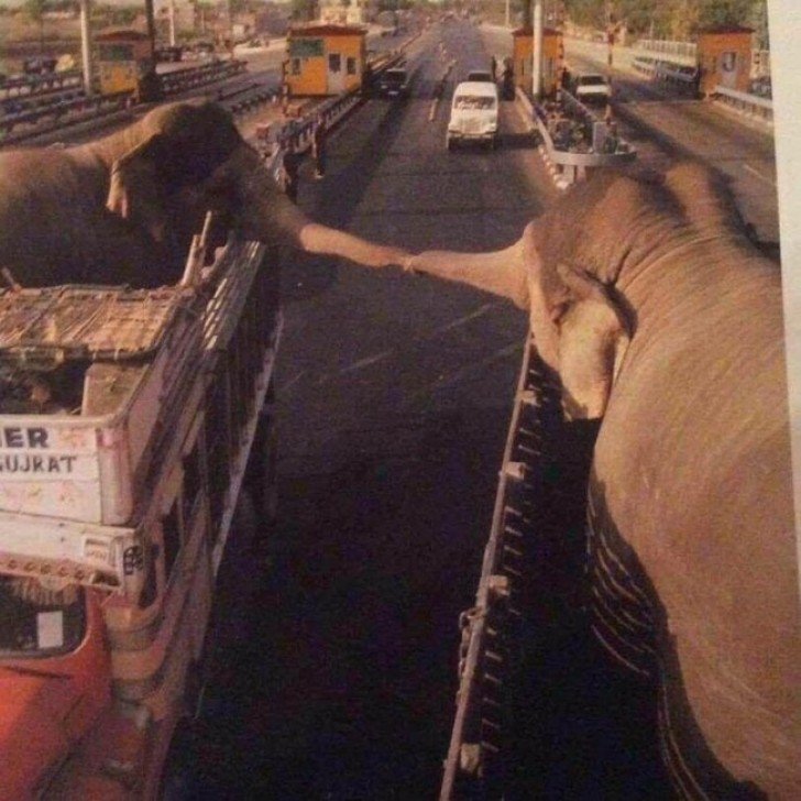 5. Quelque part sur une route indienne: deux éléphants se saluent brièvement avant d'être séparés pour toujours pour servir les hommes.