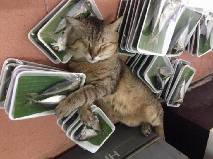 Chi dorme non prende pesci, dicono... Questo gatto se ne sta lasciando sfuggire parecchi ma sembra comunque abbandonato a un sonno felice.
