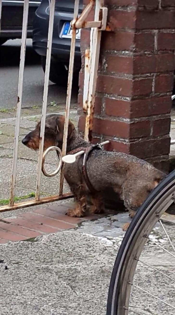 Le chien continuait de sortir, mais ils ont trouvé la solution avec une louche en bois.