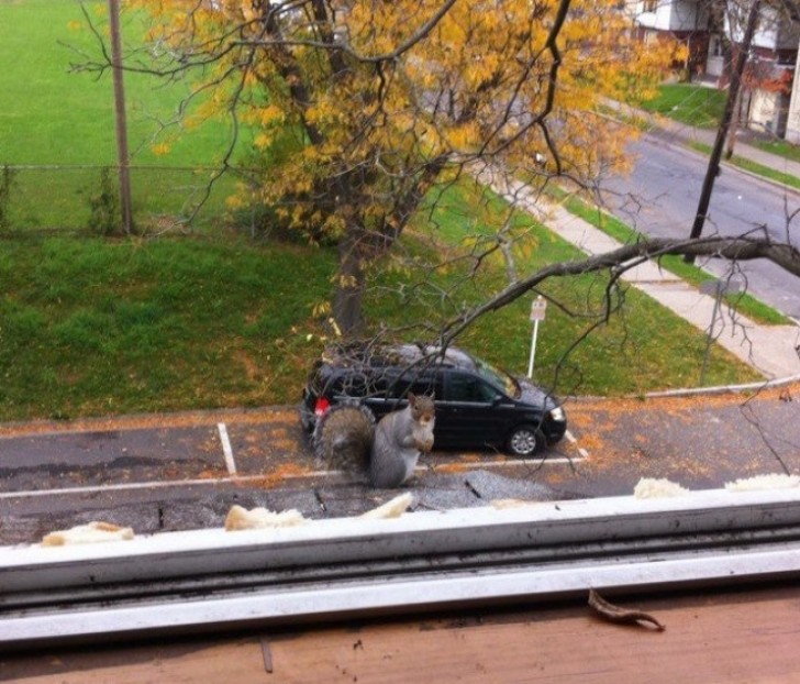 Uno scoiattolo gigante e la sua auto.