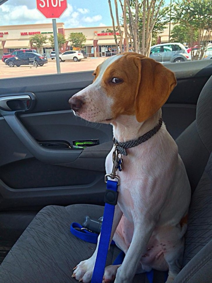 'The exact moment he realized he was going to the vet.'