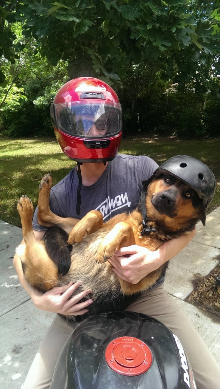 "Je vis à Dallas et ma sœur vient d'emménager à Austin. Aujourd'hui, elle m' a demandé de lui ramener le chien. Je lui ai envoyé cette photo pour la prévenir que nous étions sur la route."