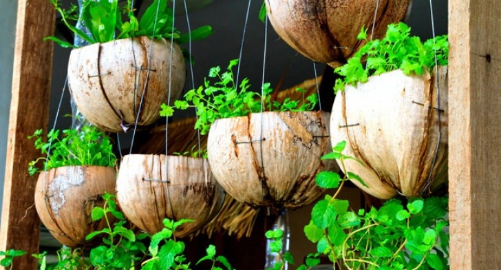 Date un tocco di esoticità al vostro balcone con questi vasi a noce di cocco!