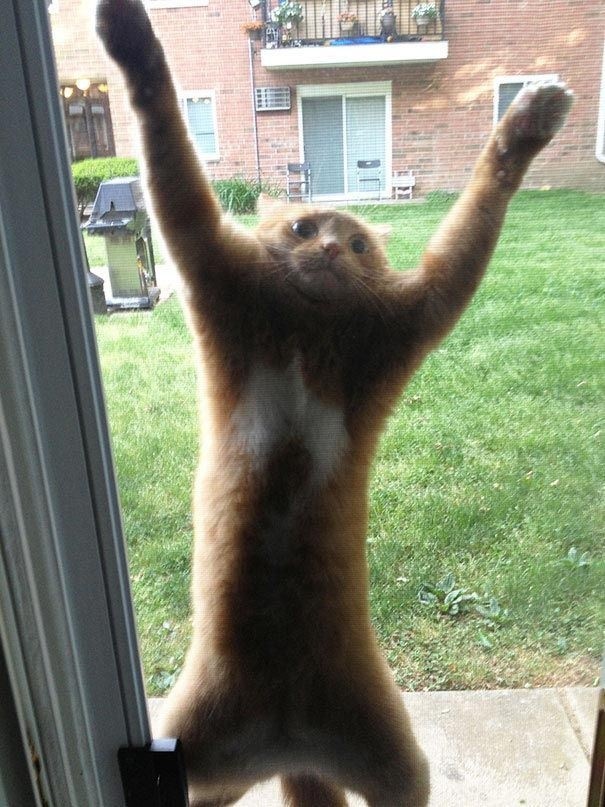 "Alsjeblieft, laat me binnen!"