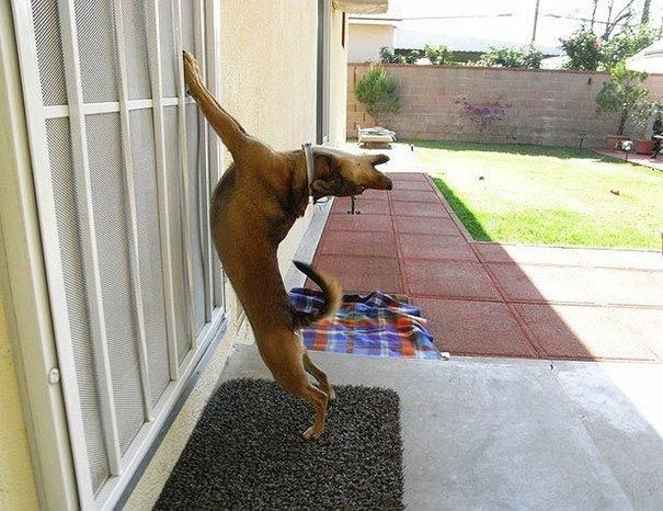 " OK! Then, I will bark and howl until you open the door!'