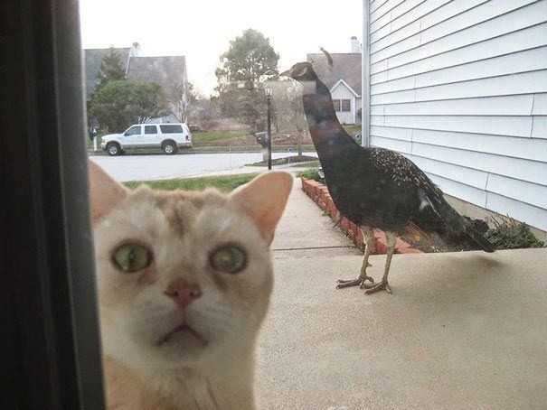 "Please open the door! There is a bird out here that does not want to leave!"